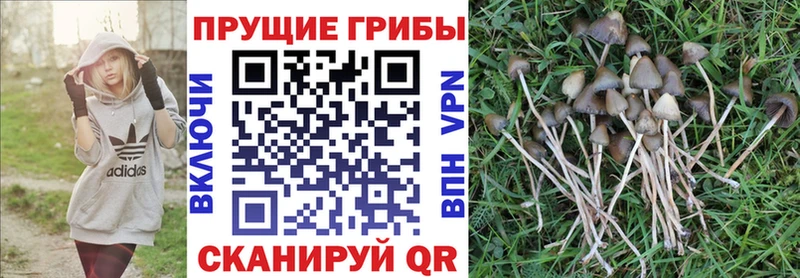 Псилоцибиновые грибы MAGIC MUSHROOMS omg ONION Кедровый